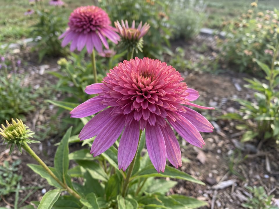 A Razzmatazz coneflower flower up close on the plant