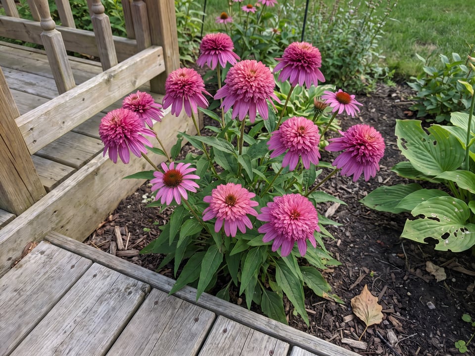 Razzmatazz coneflower plants in bloom in a garden