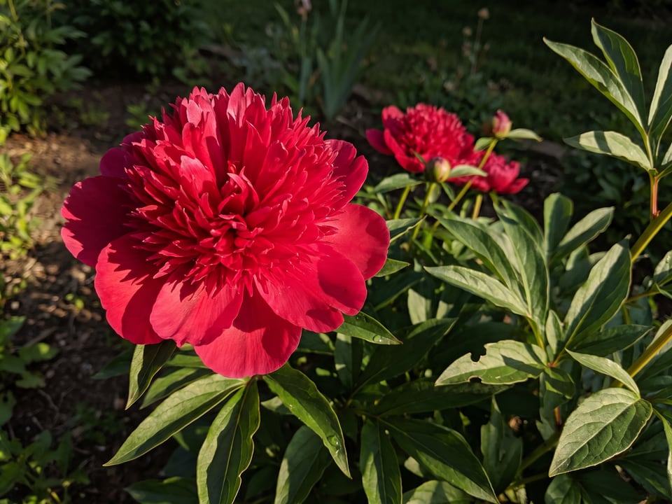 A Red Charm peony flower up close on the plant
