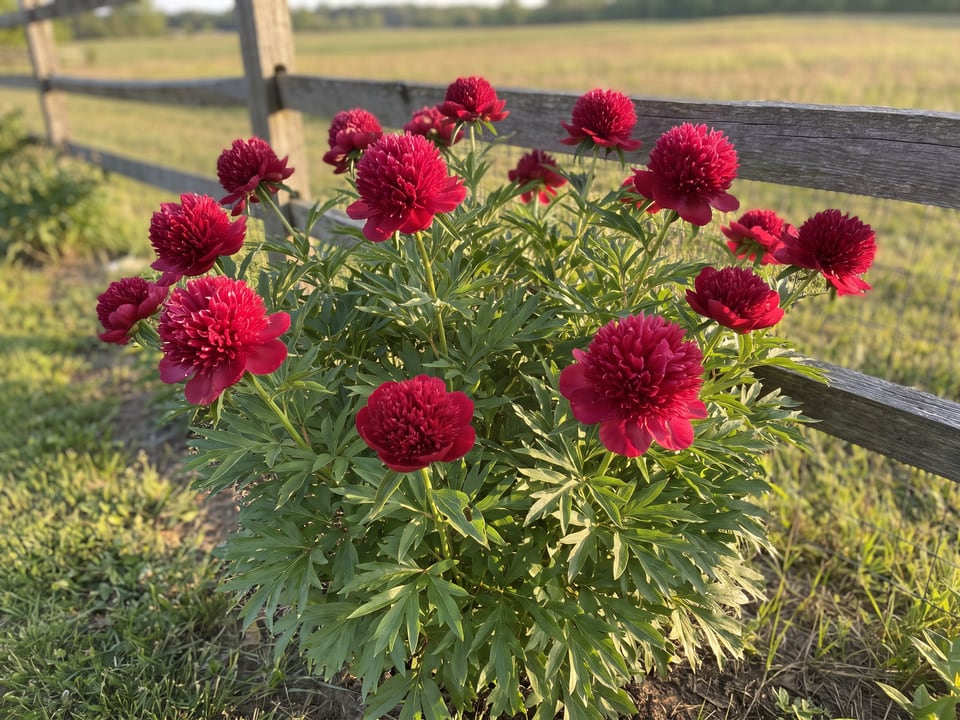 Red Charm peony plants in bloom in a garden