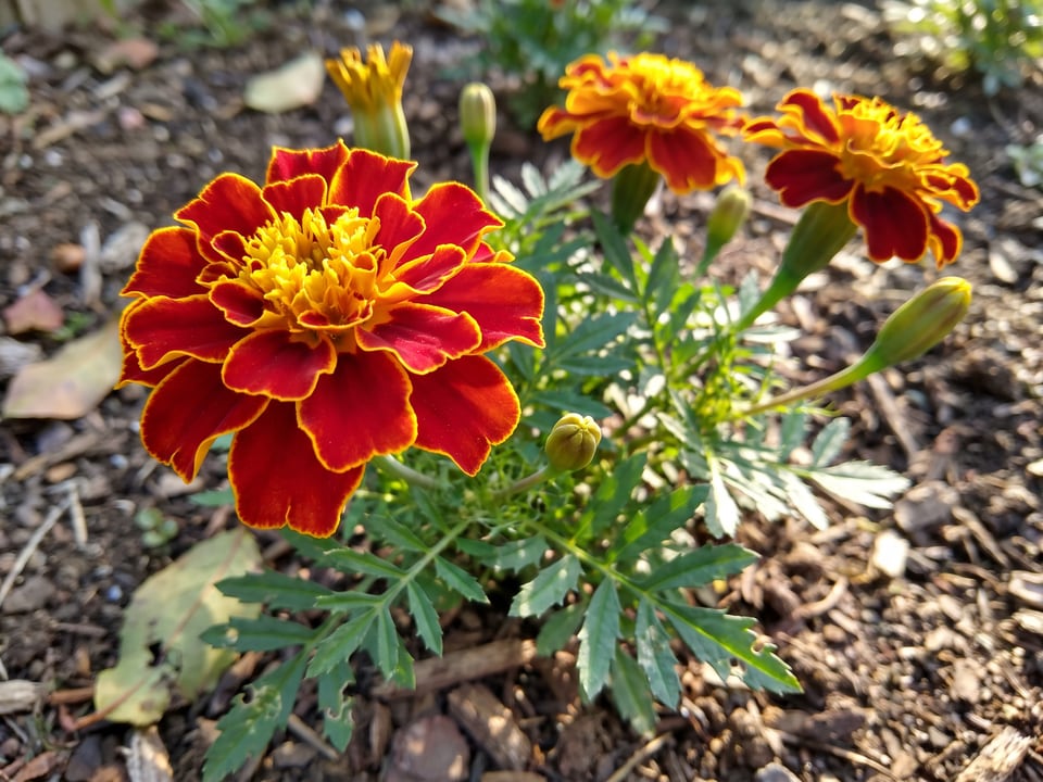 A Red Cherry marigold flower up close on the plant