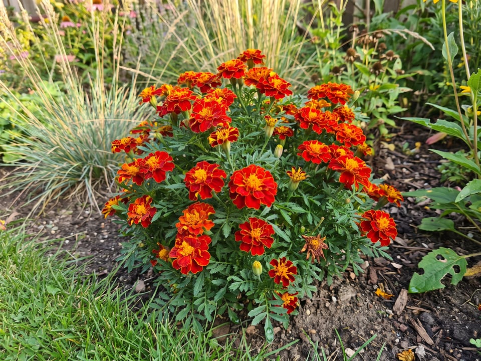 Red Cherry marigold plants in bloom in a garden