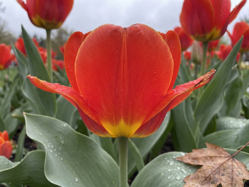 A Red Emperor tulip flower up close on the plant