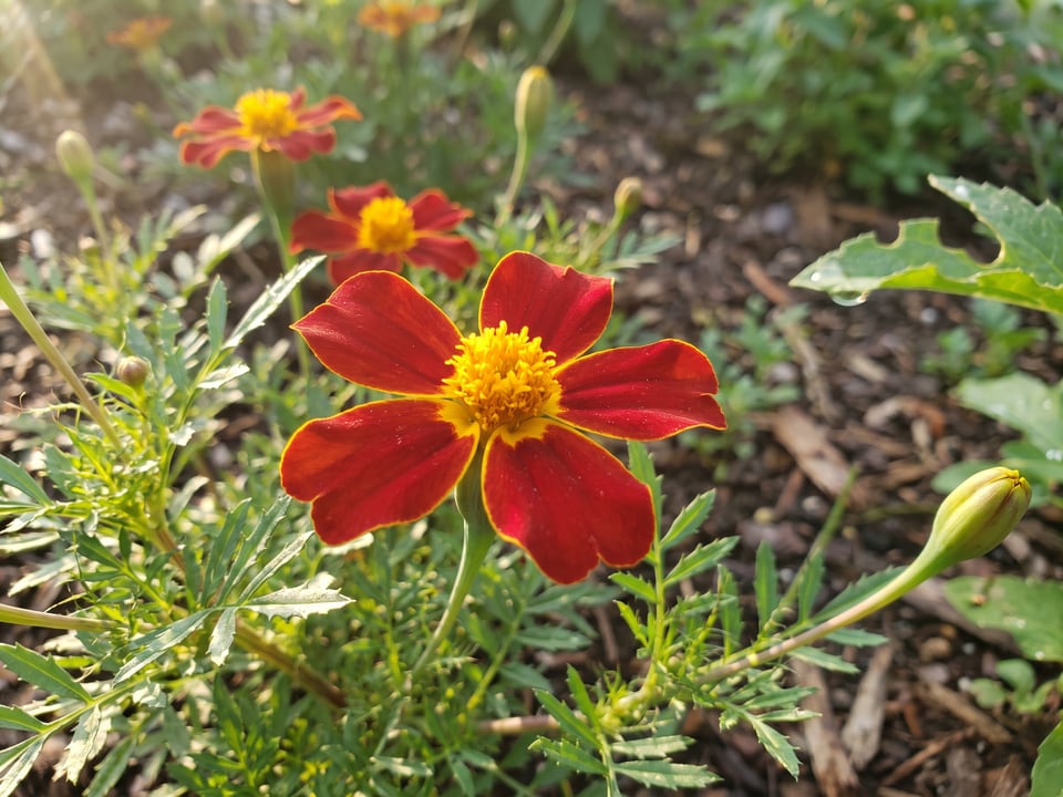 A Red Gem marigold flower up close on the plant