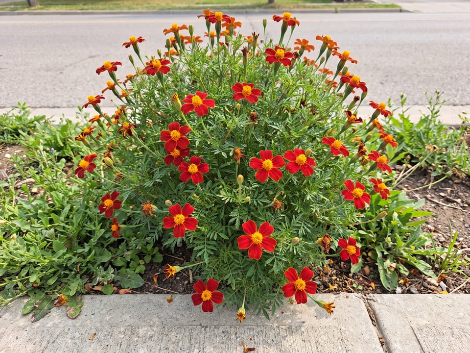 Red Gem marigold plants in bloom in a garden