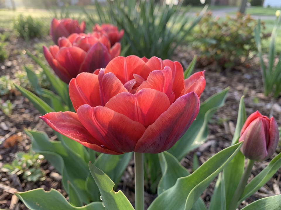 A Red Princess tulip flower up close on the plant