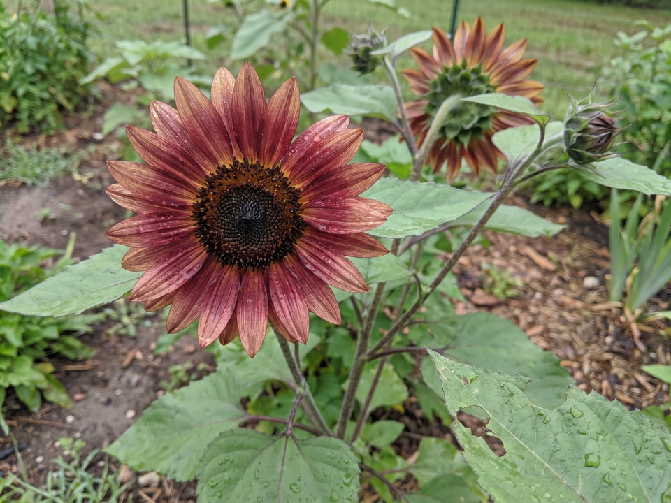 A Red Sun sunflower flower up close on the plant