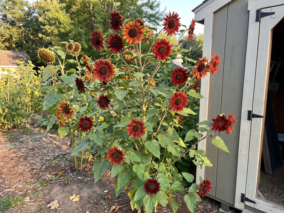 Red Sun sunflower plants in bloom in a garden