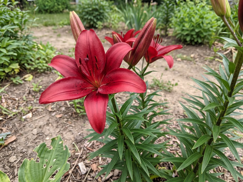 A Red Velvet lily flower up close on the plant