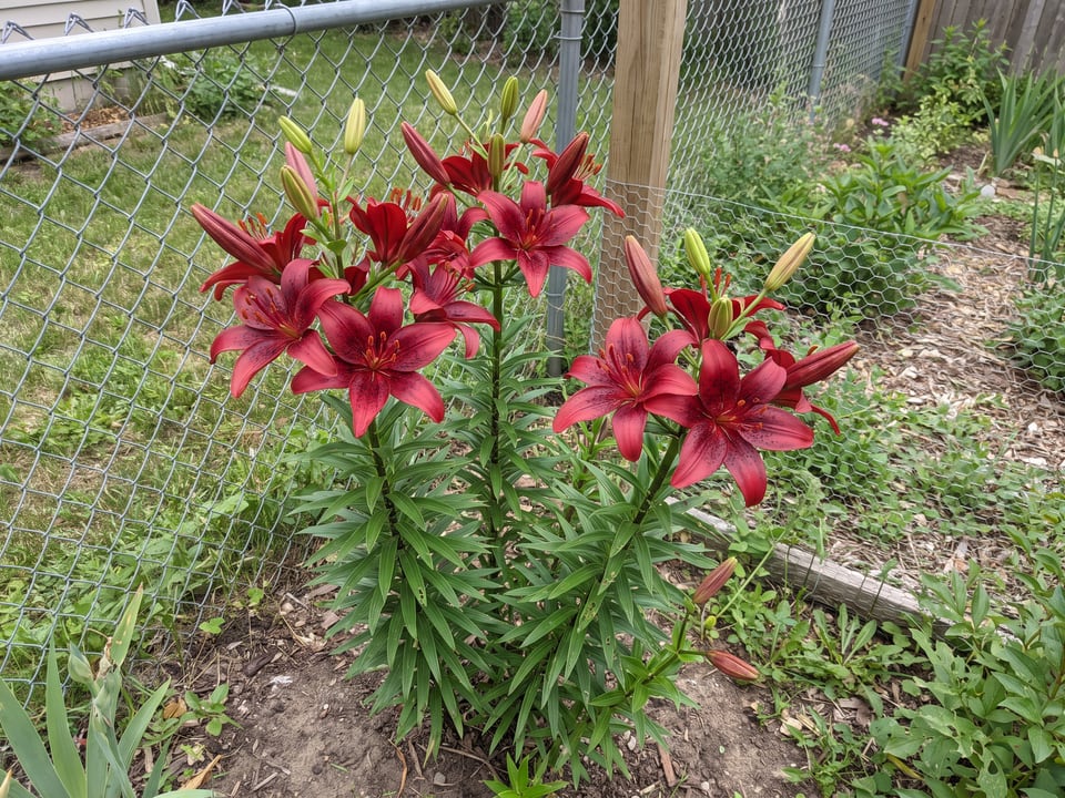 Red Velvet lily plants in bloom in a garden