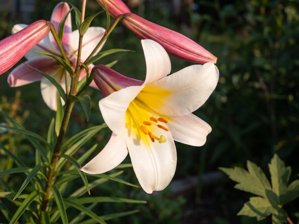 A Regale lily flower up close on the plant