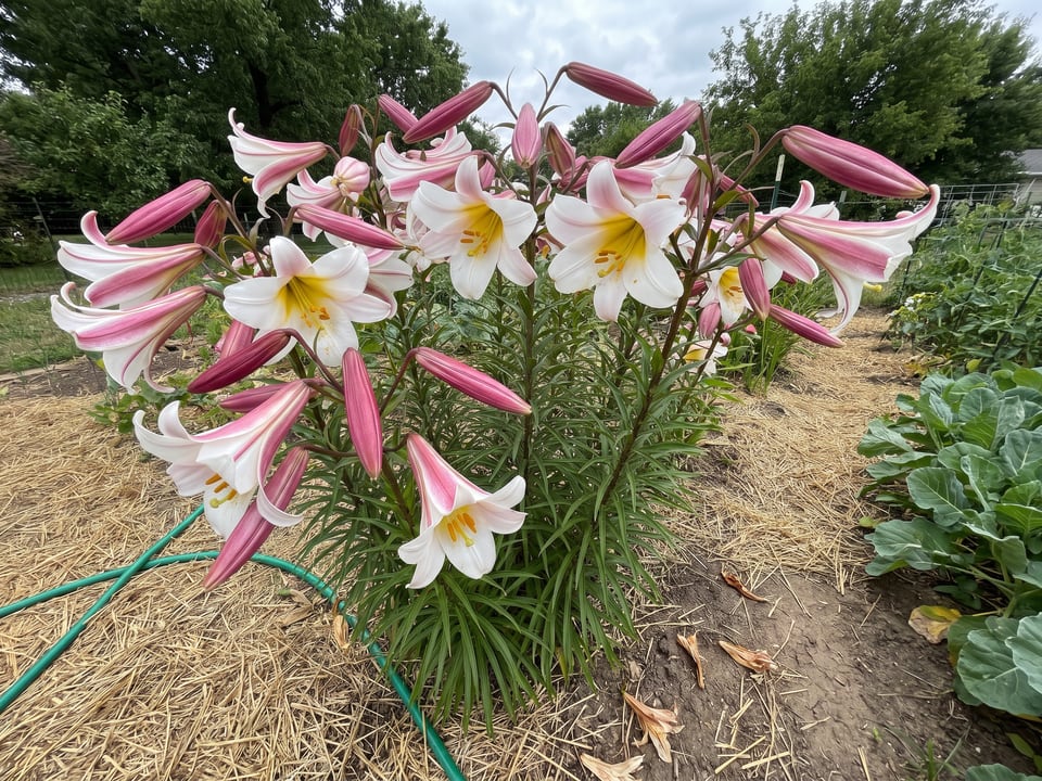 Regale lily plants in bloom in a garden