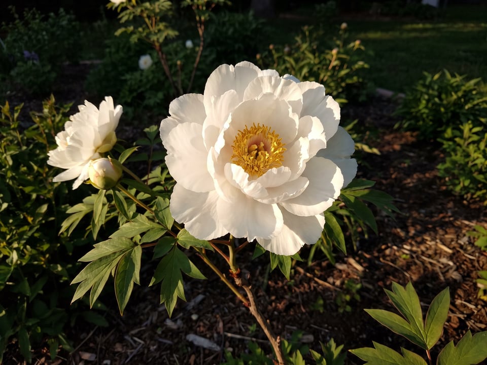 A Renkaku peony flower up close on the plant