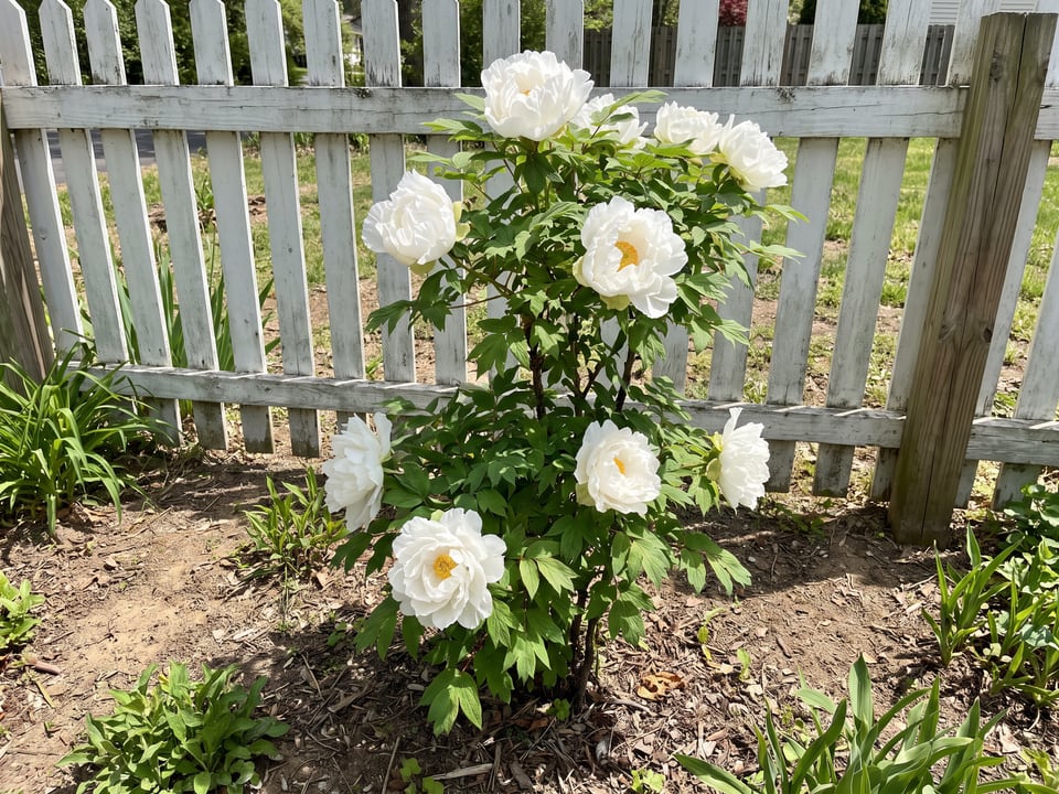Renkaku peony plants in bloom in a garden