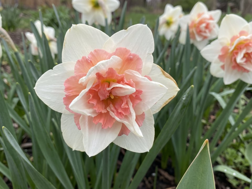 A Replete daffodil flower up close on the plant