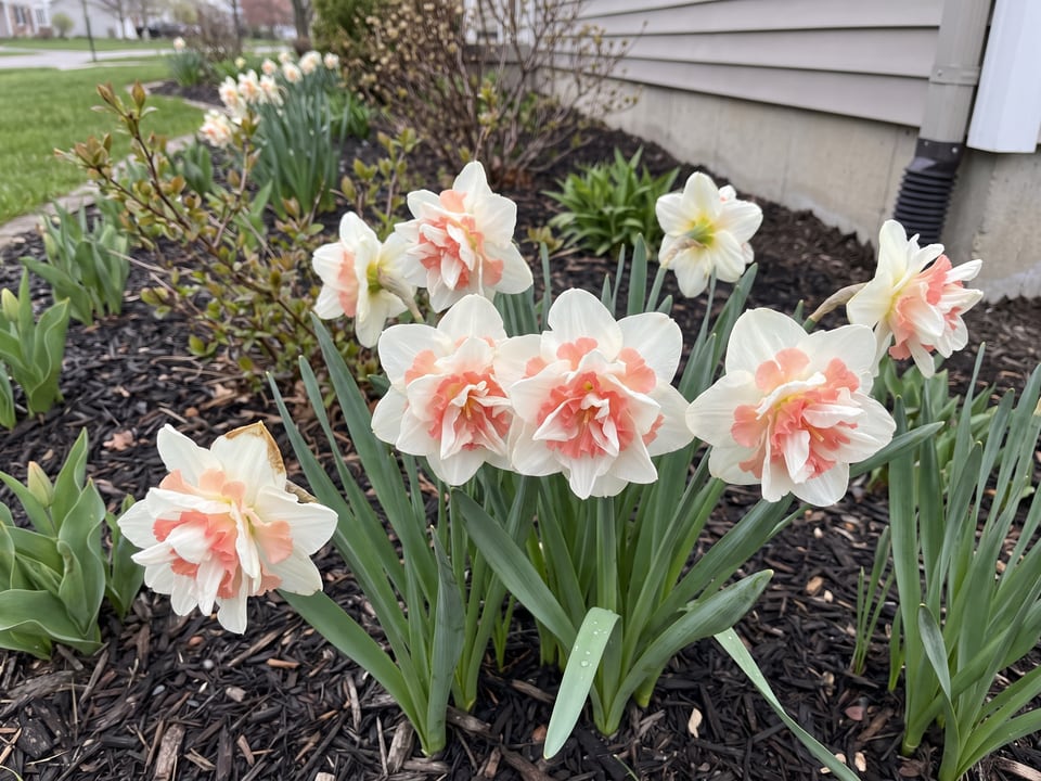 Replete daffodil plants in bloom in a garden