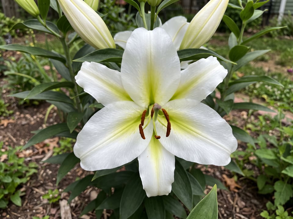 A Rialto lily flower up close on the plant