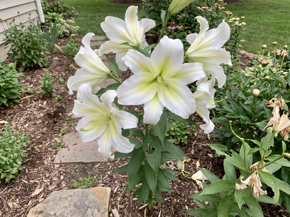 Rialto lily plants in bloom in a garden