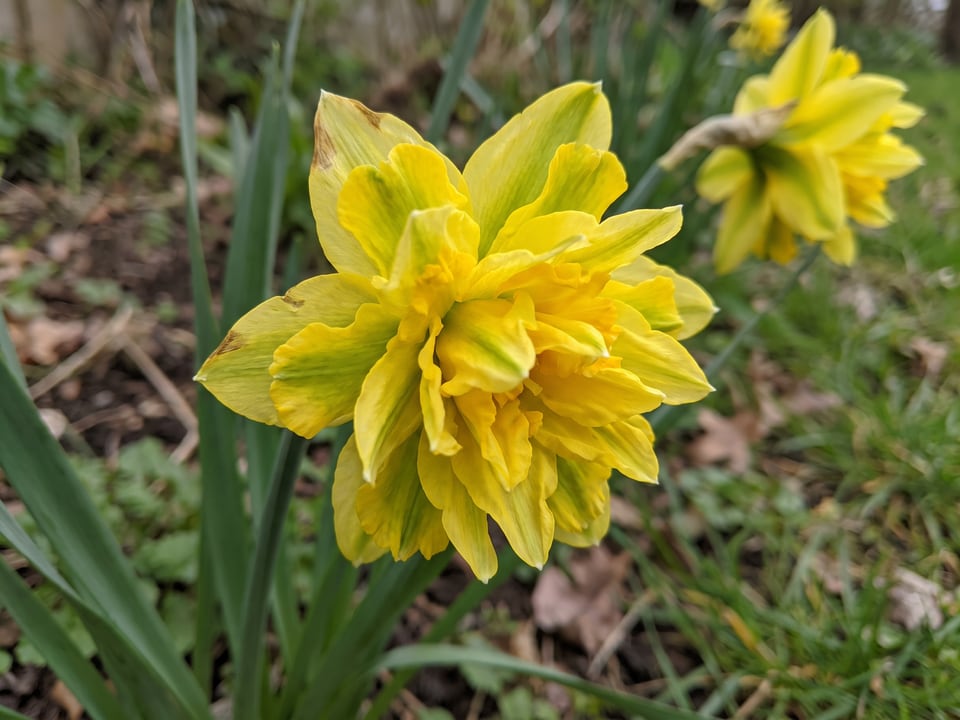 A Rip van Winkle daffodil flower up close on the plant