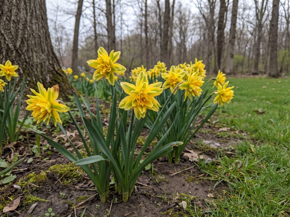 Rip van Winkle daffodil plants in bloom in a garden