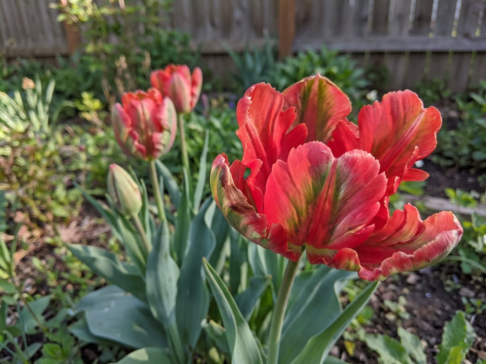 A Rococo tulip flower up close on the plant