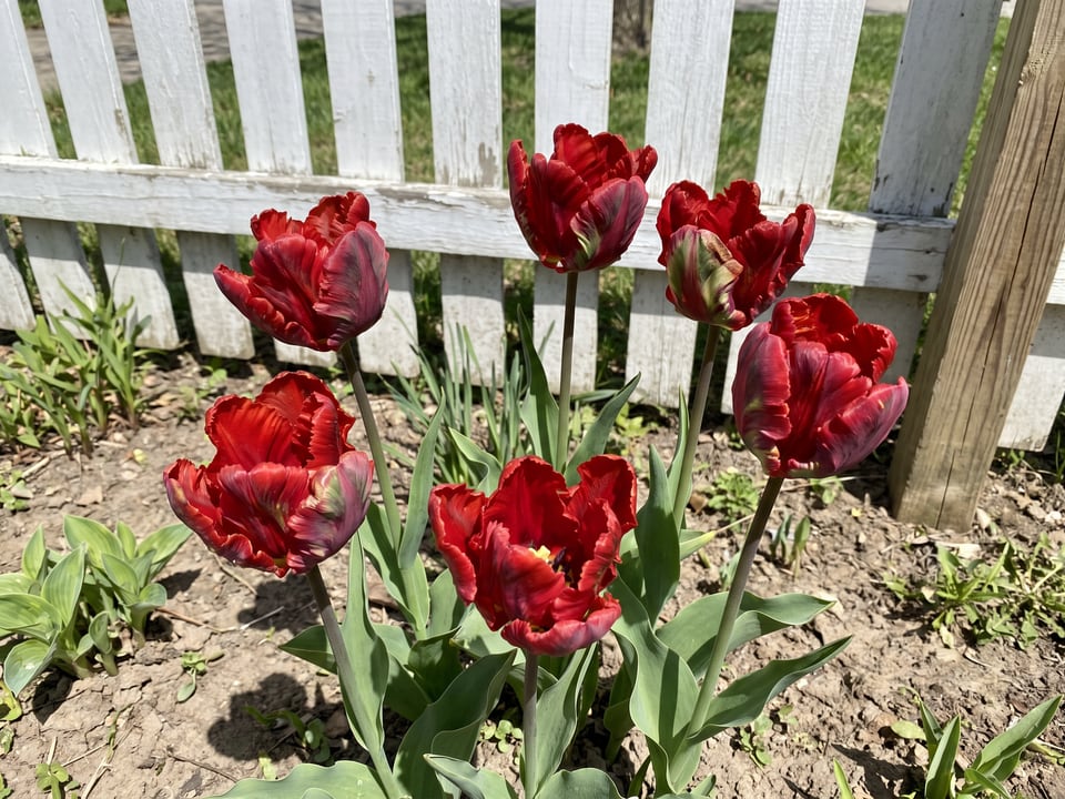 Rococo tulip plants in bloom in a garden