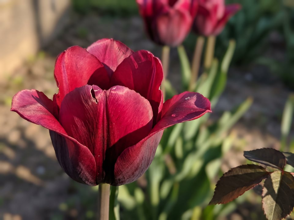 A Ronaldo tulip flower up close on the plant