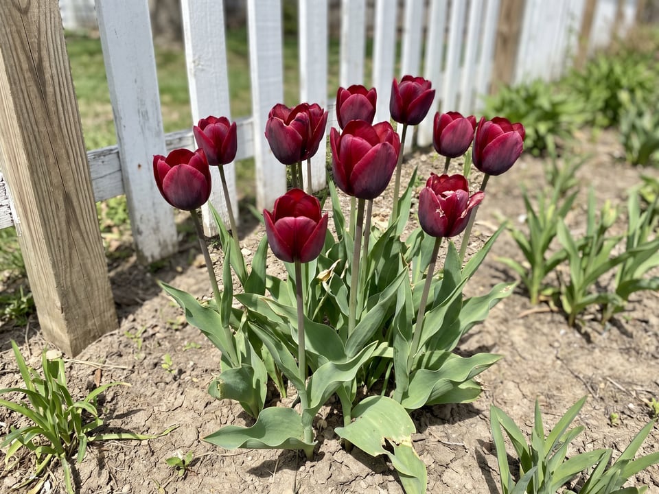 Ronaldo tulip plants in bloom in a garden