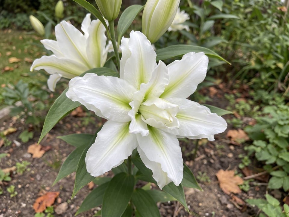 A Roselily Aisha lily flower up close on the plant
