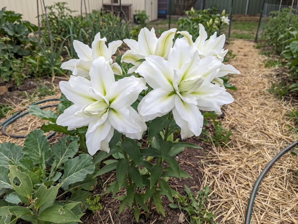 Roselily Aisha lily plants in bloom in a garden