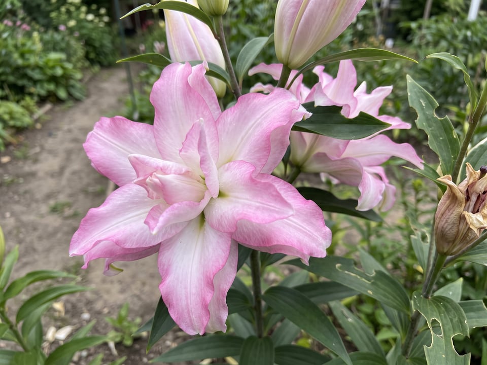 A Roselily Anouska lily flower up close on the plant