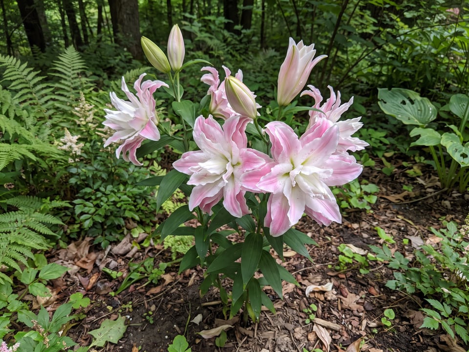 Roselily Anouska lily plants in bloom in a garden