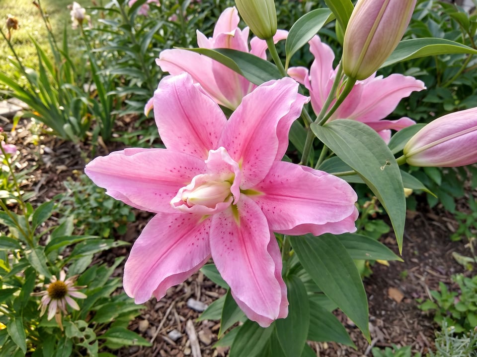 A Roselily Editha lily flower up close on the plant