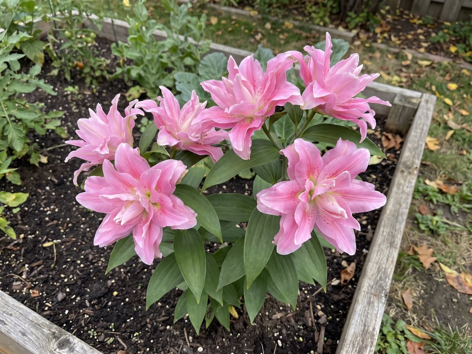 Roselily Editha lily plants in bloom in a garden