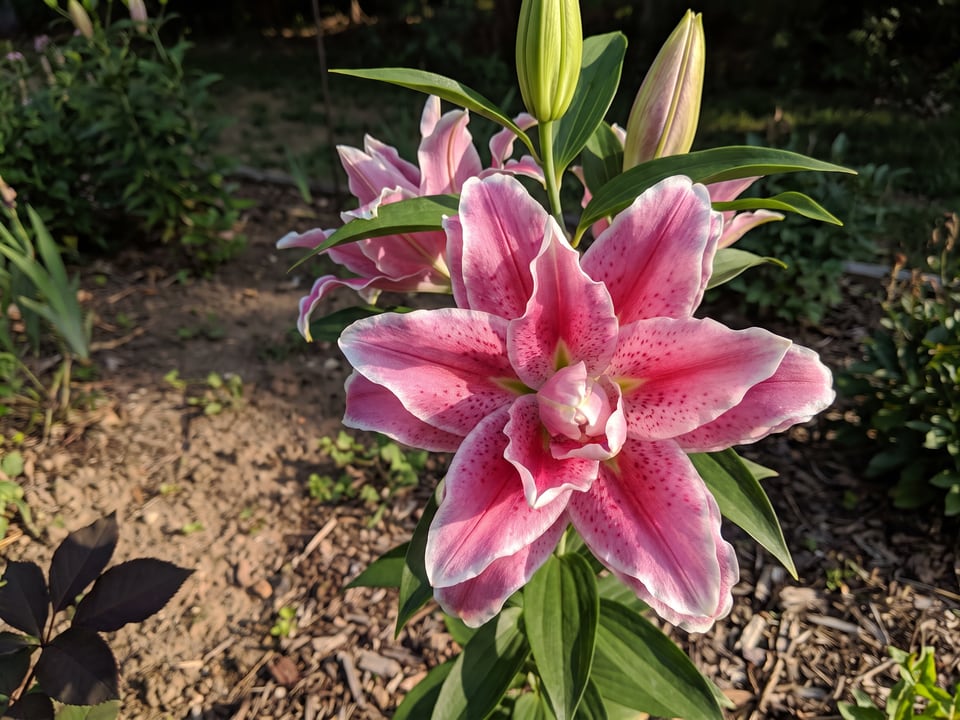 A Roselily Isabella lily flower up close on the plant