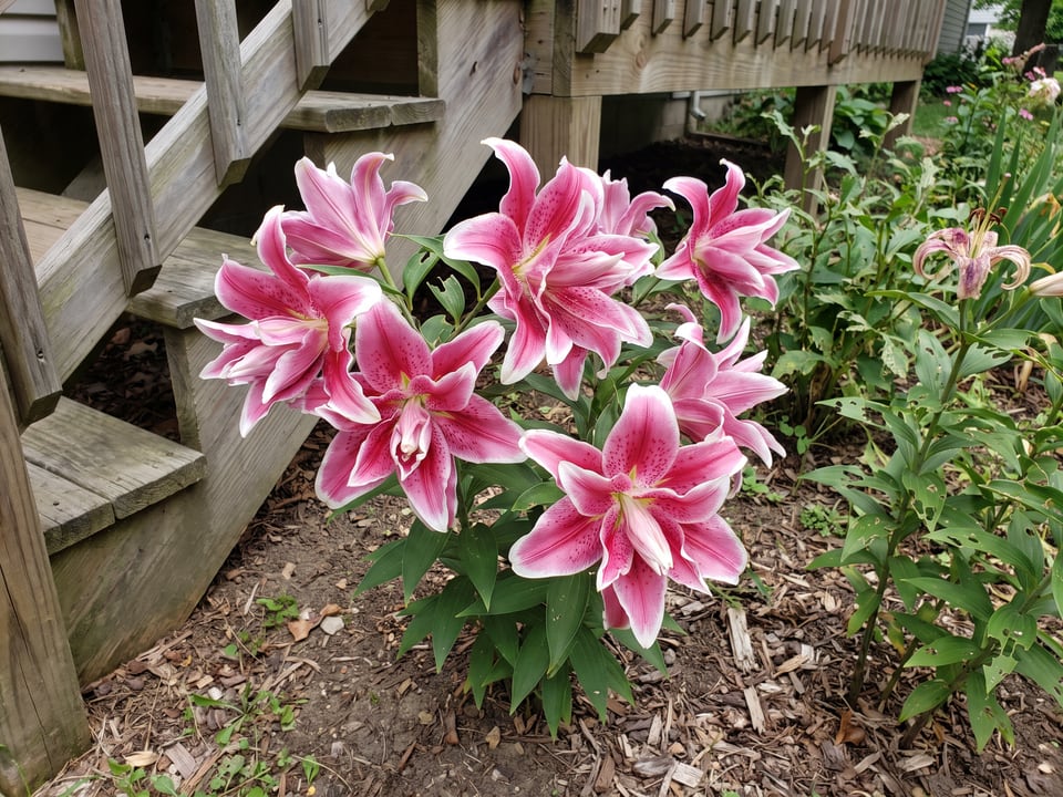 Roselily Isabella lily plants in bloom in a garden