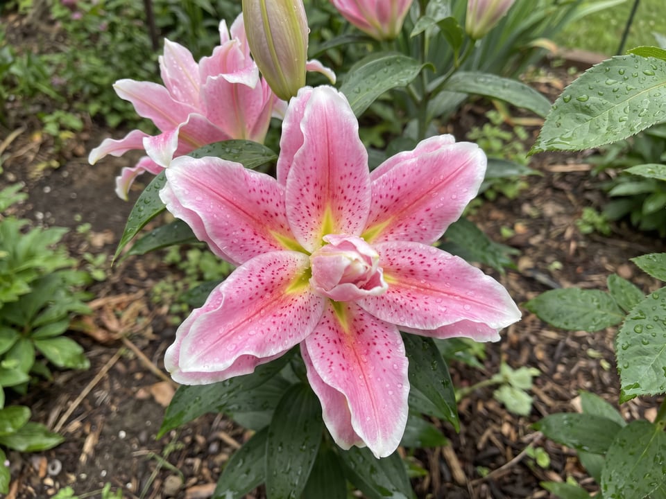 A Roselily Natalia lily flower up close on the plant