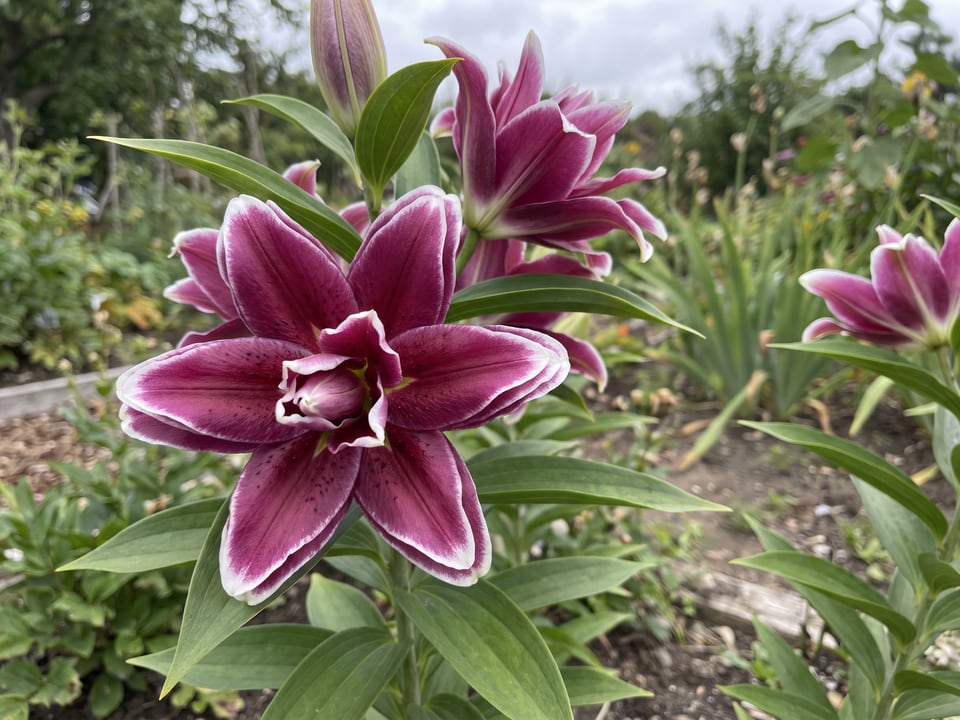 A Roselily Tatsjana lily flower up close on the plant