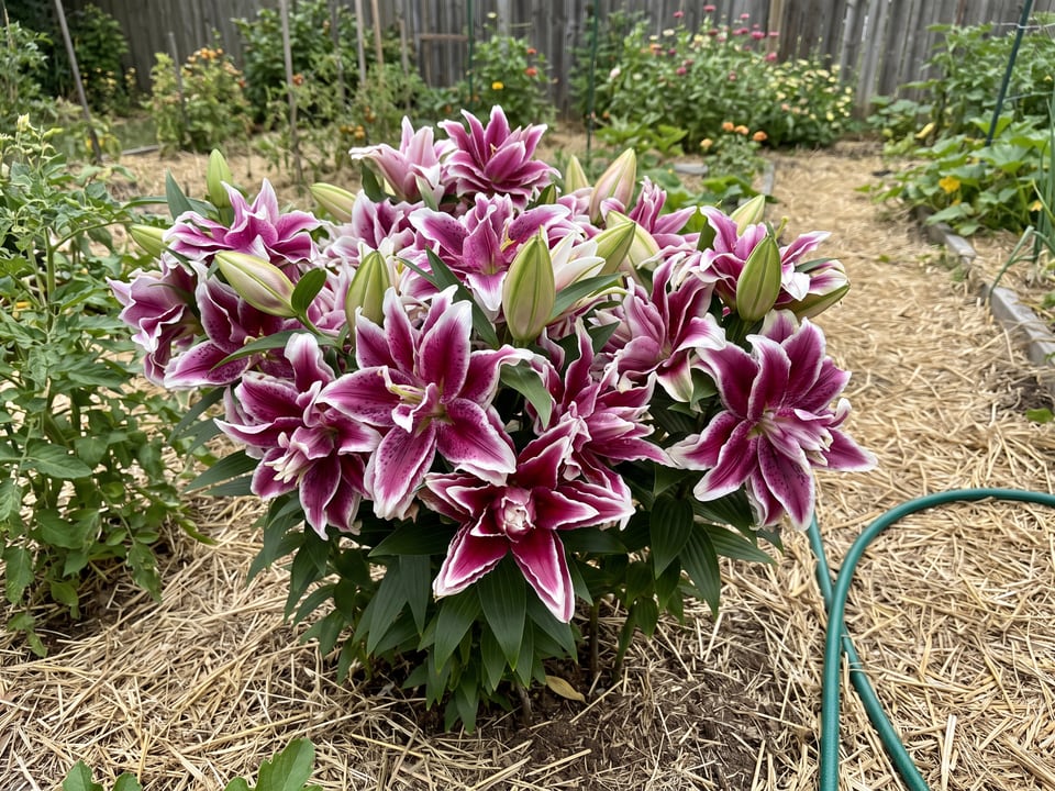 Roselily Tatsjana lily plants in bloom in a garden