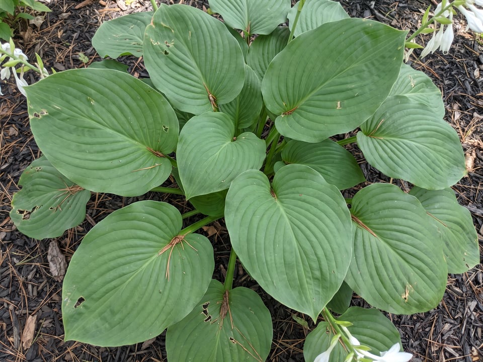 Leaves of Royal Standard hosta up close