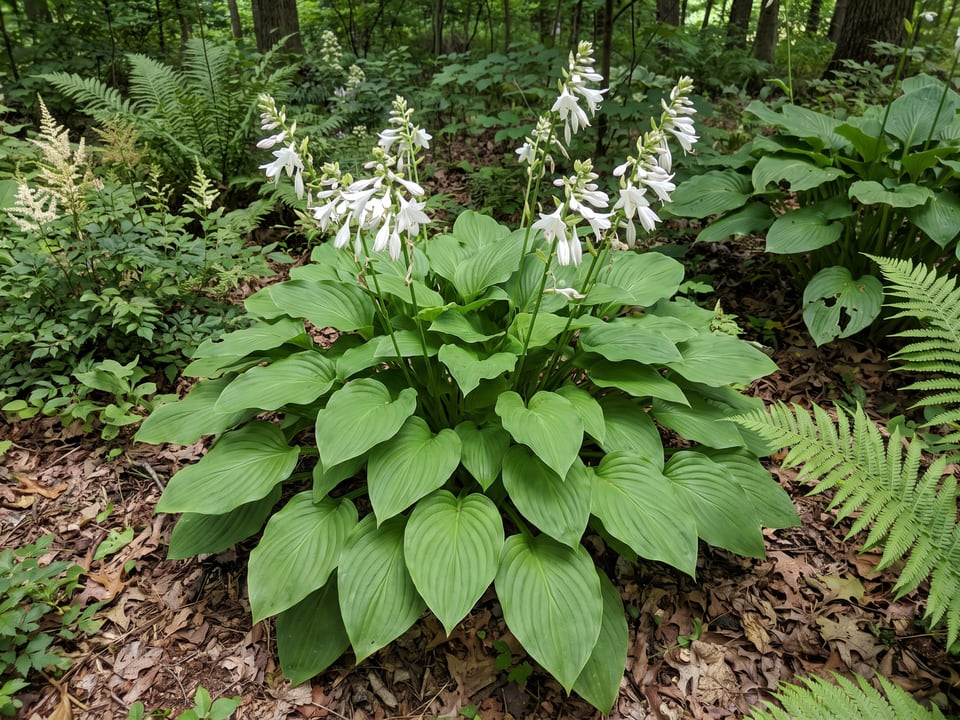 A Royal Standard hosta clump growing in a shade garden