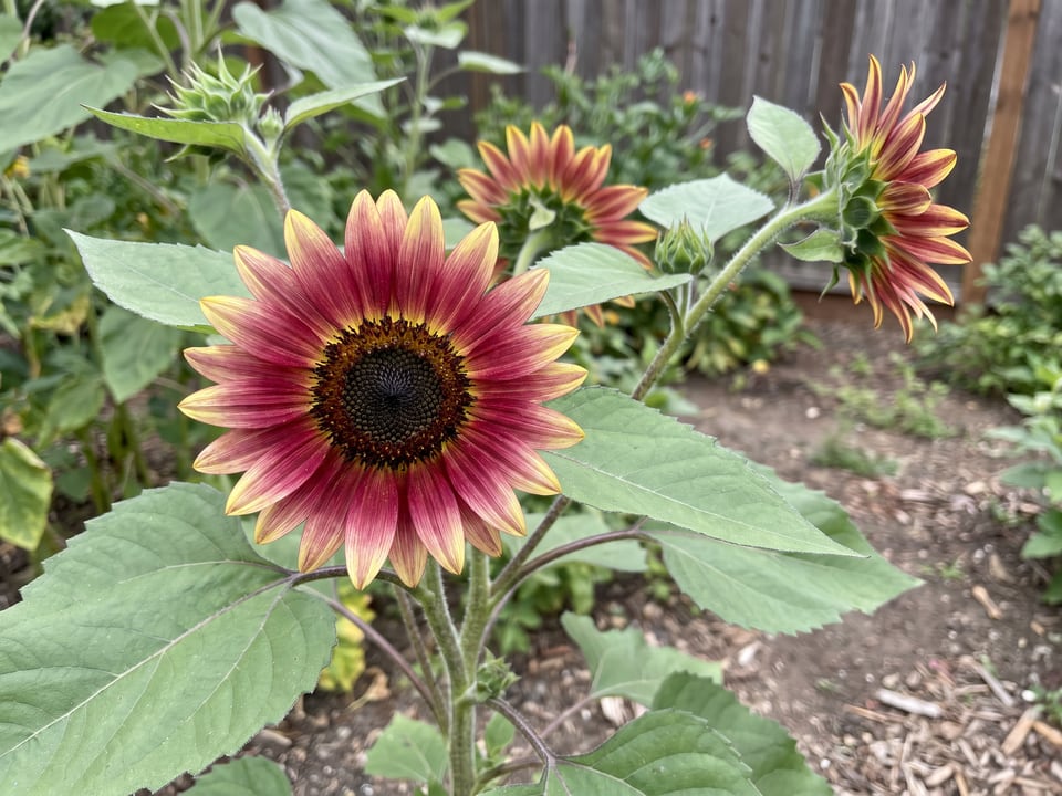 A Ruby Eclipse sunflower flower up close on the plant
