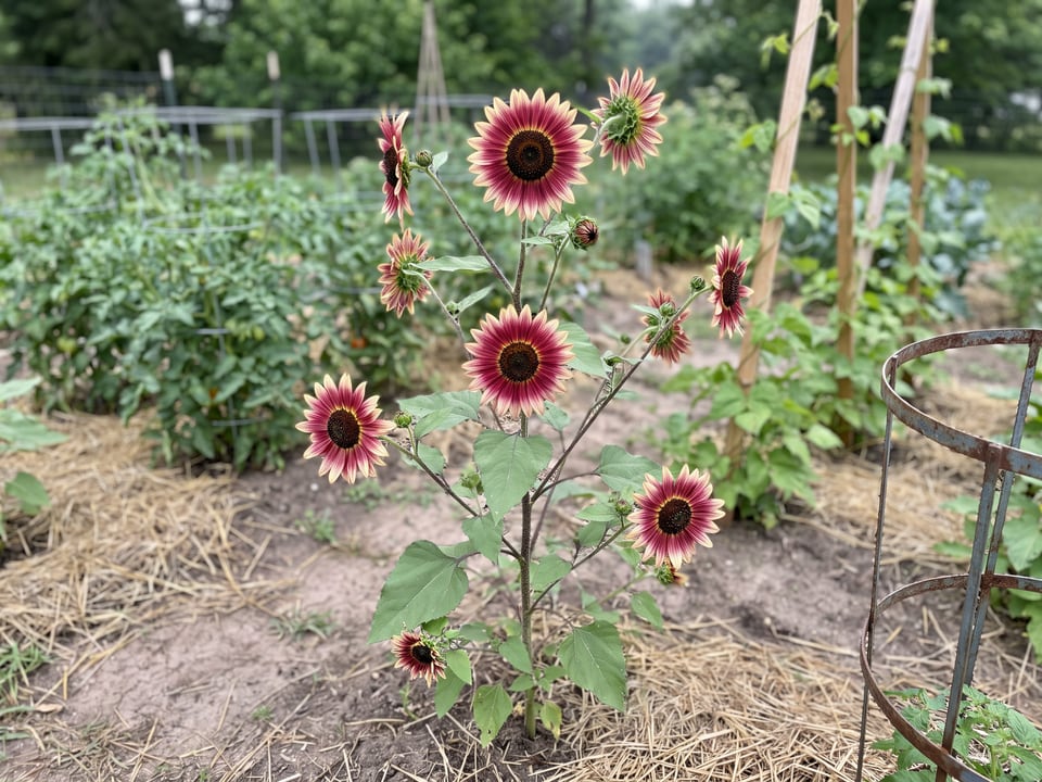 Ruby Eclipse sunflower plants in bloom in a garden
