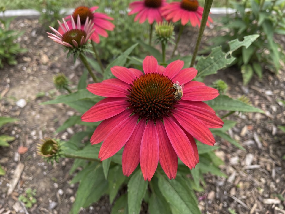 A Ruby Star coneflower flower up close on the plant