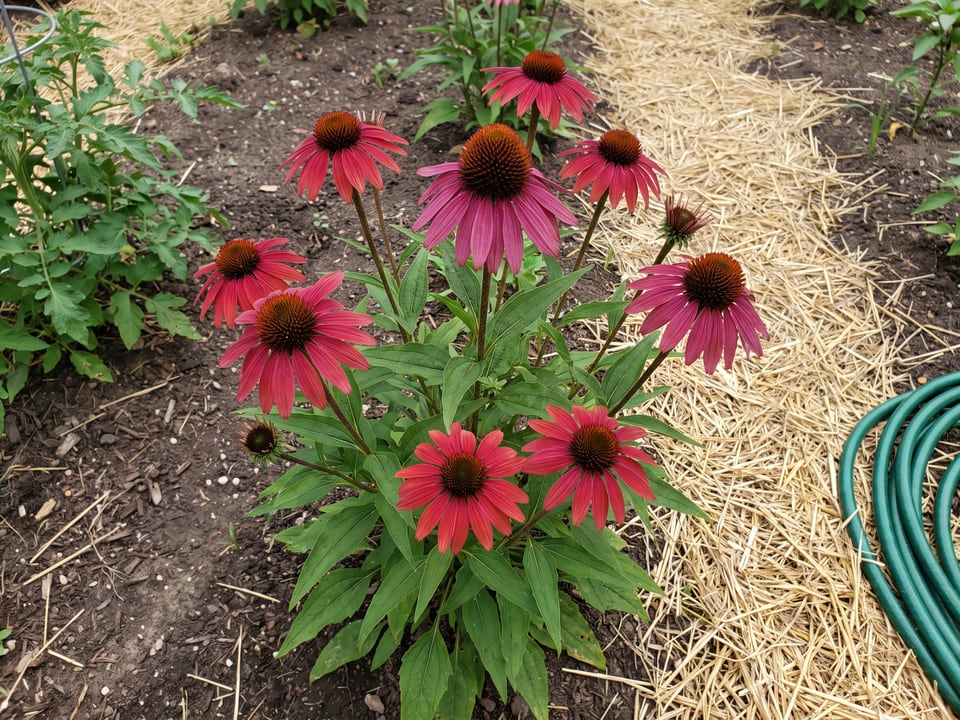 Ruby Star coneflower plants in bloom in a garden