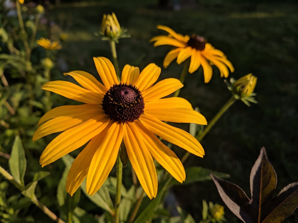 A Rudbeckia fulgida var. deamii black-eyed Susan flower up close on the plant