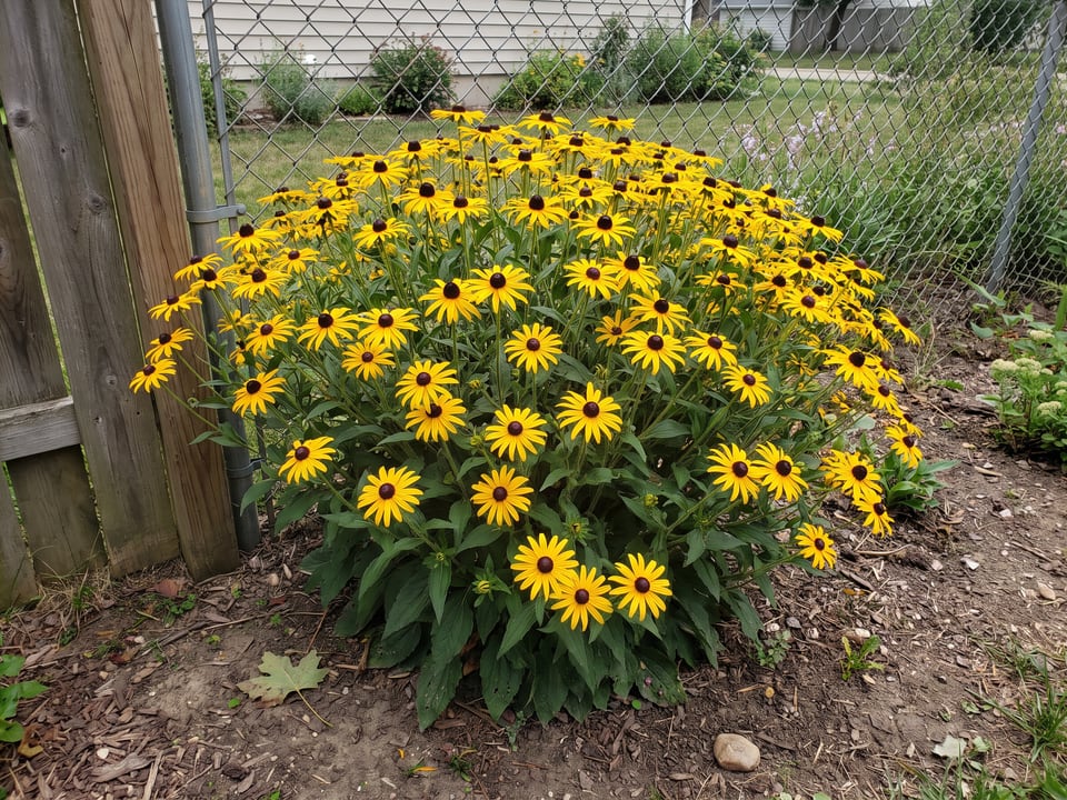 Rudbeckia fulgida var. deamii black-eyed Susan plants in bloom in a garden