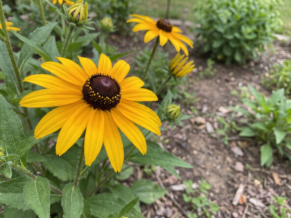A Rudbeckia fulgida var. fulgida black-eyed Susan flower up close on the plant