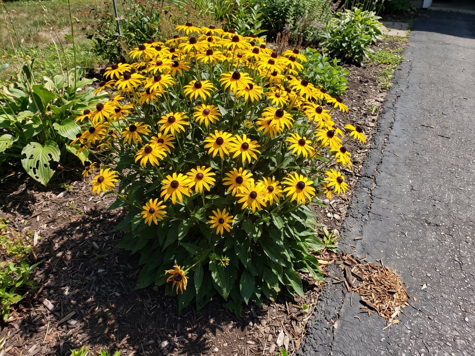 Rudbeckia fulgida var. fulgida black-eyed Susan plants in bloom in a garden