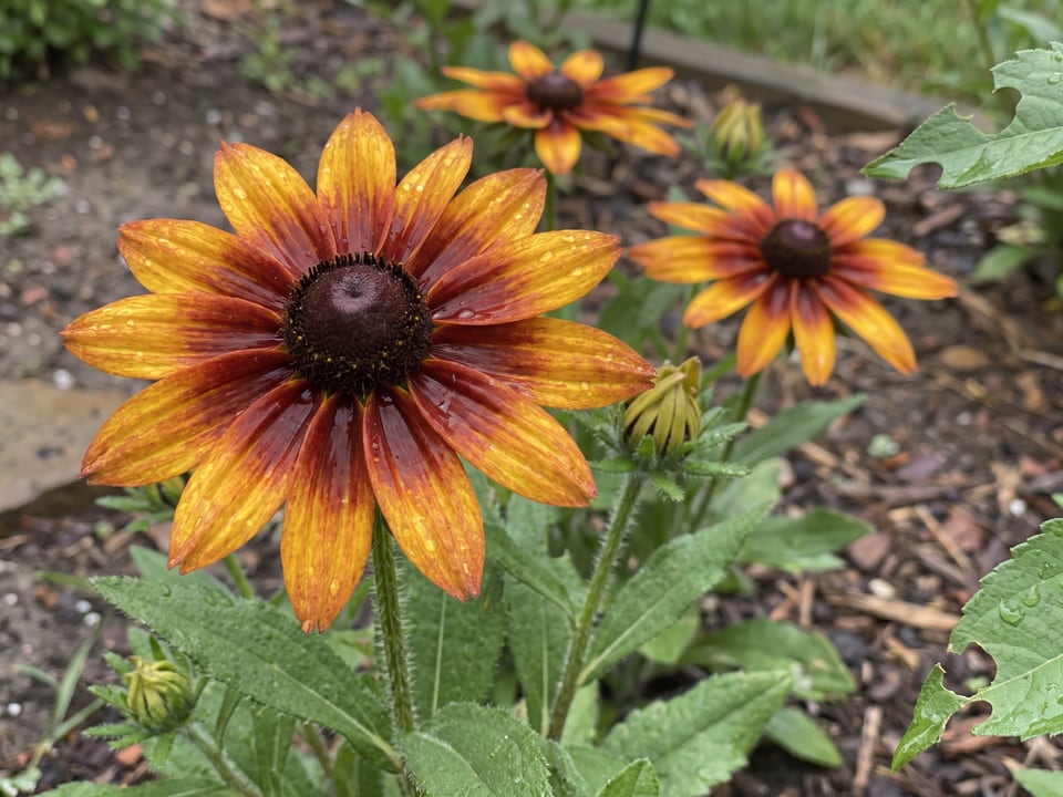 A Rudbeckia hirta black-eyed Susan flower up close on the plant